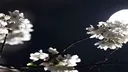 СЕМЕЙСТВО ХВХ banner