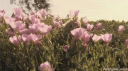 ⋆｡‧˚ʚ 𝓋𝑒𝓁𝓋𝑒𝓉 ɞ˚‧｡ server banner