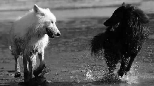 ⸝⸝ .✦ Californian Loupsˊ˗ Discord server banner