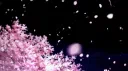 /blossm server banner
