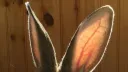 Hematocracy server banner