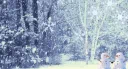 ⋆ ₊ ゚❆ 겨울숲 ❆ * ₊ ⋆ server banner