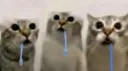 ✧ Warrior Cats · By Star and Claw ✧ Discord server banner
