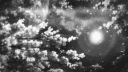 /swag banner