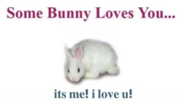 ˖Ი𐑼ֶָ֢ Soli's Bunny Cafe — ᨳଓ . server banner