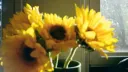 ╰ bloom into you ❦ server banner