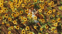 ꒰ 🌻 ꒱  #  m͟u͟l͟t͟i͟v͟e͟r͟s͟e͟  ˚ ₊ ‧  ☆ Discord server banner