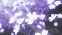 .gg/pngs ・icons ・ banners ・giveaways server banner