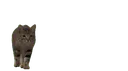 miau server banner