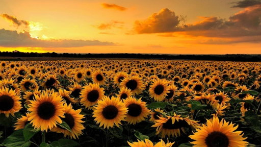 ✿ Roleplay ✿ Discord server banner