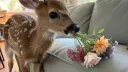 fleurs Discord server banner