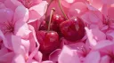 cherries ˗ˏˋ 🍒 ˎˊ˗ banner