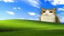 Meowl Appreciation ★ server banner