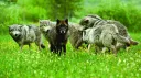 Wolf Pack server banner