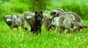 Wolf pack server banner
