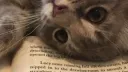 ₍^. .^₎Ⳋ ﹕whisk﹒sh♡p﹒c♡mms﹒ banner