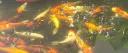 /PONDER 🌱 || Discord server banner