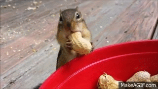 Nut Discord server banner