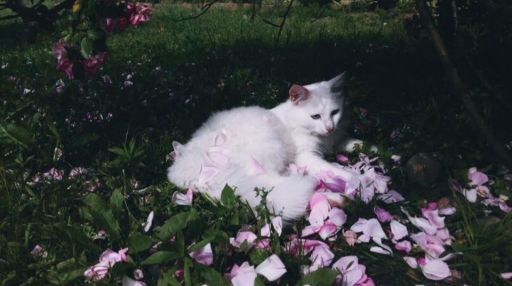 gutz's grove Discord server banner