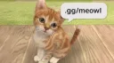 meowls fg; nitro, emojis, & stickers banner