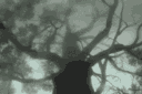 The Forest | Social & Gaming banner