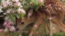 Laceꨄ server banner