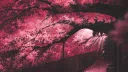 ✦ C H A T ⋆ H A V E N ✦ Discord server banner