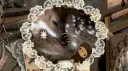 ◟ rejected 𓏫 sweets ! Discord server banner