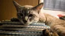 Kitty Cat Café Discord server banner