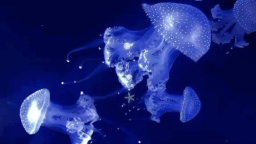 Jellyland🪼 server banner