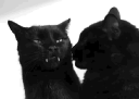 𝖱𝖤𝖬𝖭𝖠𝖭𝖳 server banner