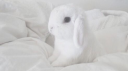 🐰 ⋆˚ʚɞ bunni’s home server banner
