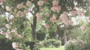 SPRING BLOSSOMS || 18+ Discord server banner