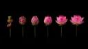 LOTUS #DGKOSELENNN banner