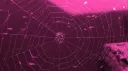 Blood x Blush server banner