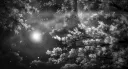 /vis server banner