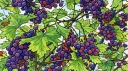 the grapevine Discord server banner
