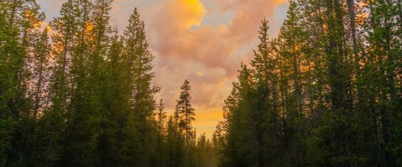 ⋆˚꩜。𝘛𝘩𝘦 𝘞𝘢𝘯𝘥𝘦𝘳𝘦𝘳𝘴 𝘞𝘰𝘰𝘥𝘴⋆˚꩜。 Discord server banner