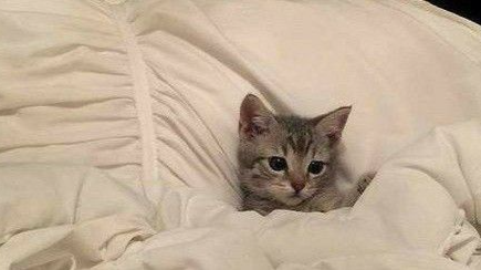 kitty emotes | .gg/puss Discord server banner