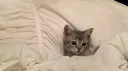 kitty emotes | .gg/puss banner