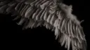 Toodlz's Flock .✦ 🪽𓂃⋆.˚ server banner