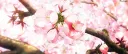 𝐴𝑠𝑠 𝐸𝑎𝑡 𐙚⋆.˚ Server Banner
