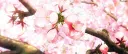 𝐴𝑠𝑠 𝐸𝑎𝑡 𐙚⋆.˚ server banner