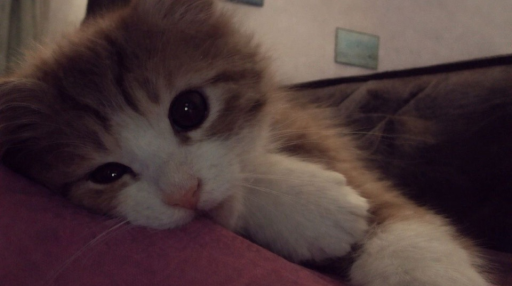 Kitty World Discord server banner