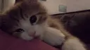 Kitty World Discord server banner