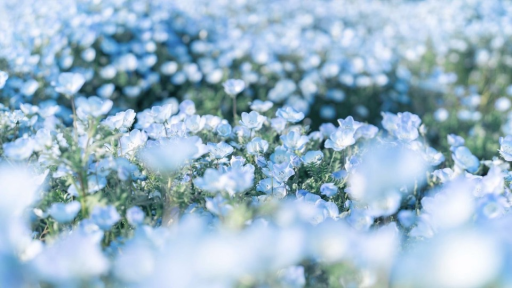 ・:* ೃ࿔⋆❀° Leo’s Art Garden °❀⋆.ೃ࿔*:・ Discord server banner