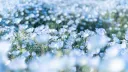 ･:* ೃ࿔⋆❀° Leo’s Art Garden °❀⋆.ೃ࿔*:･ server banner