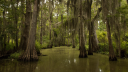 sexting swamp Discord server banner