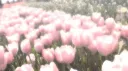 ୨୧ 𝕥𝕦𝕝𝕚𝕡𝕤 ୨୧ Discord server banner