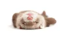 / ferret ღ banner